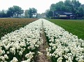 Daffodil field in Noordwijkerhout