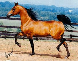 Photo: *ALADDINN | Arabian Horse: *Aladdinn album | Hypoint | Fotki.com ...