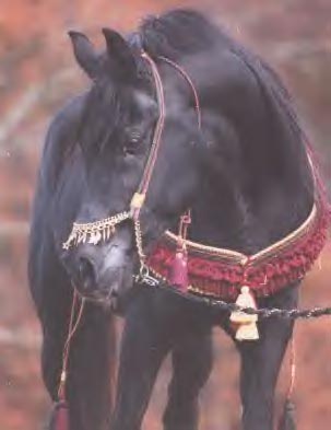 Photo: ARABI FADH ONYX 1982 black stallion (Fabo X SG Adhanna by Photo: ARABI FADH ONYX 1982 black stallion (Fabo X SG Adhanna by