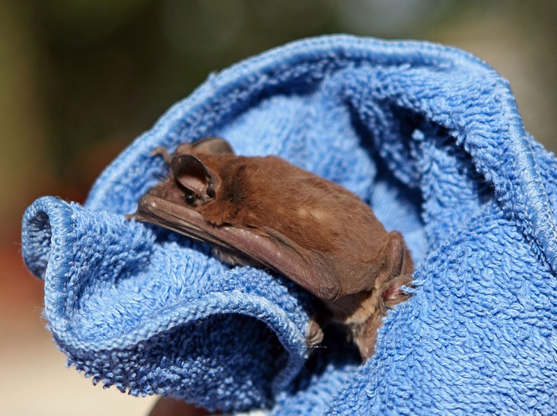 alpilean bat