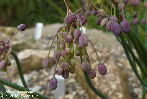 Allium sivasicum