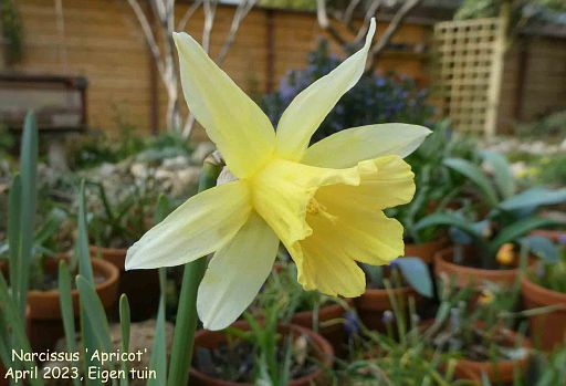 Narcissus 'Apricot'