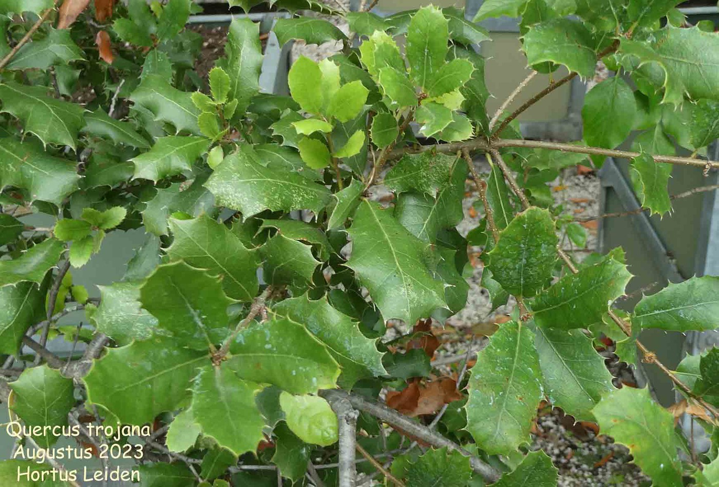 Quercus trojana