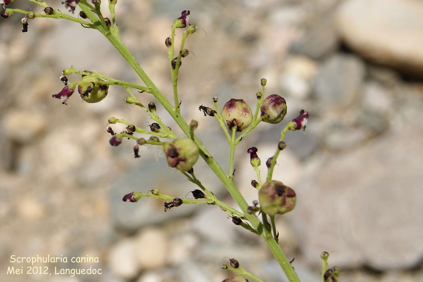 Scrophularia canina (seed)