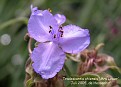 Tradescantia ohiensis 'Mrs Lower'