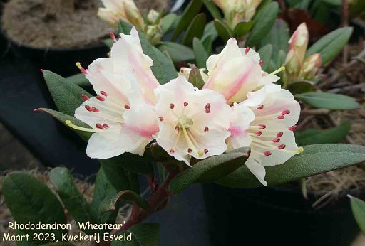 Rhododendron 'Wheatear'