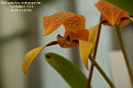 Bulbophyllum hyalosemoides