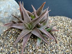 Aloe sp. x madacassa