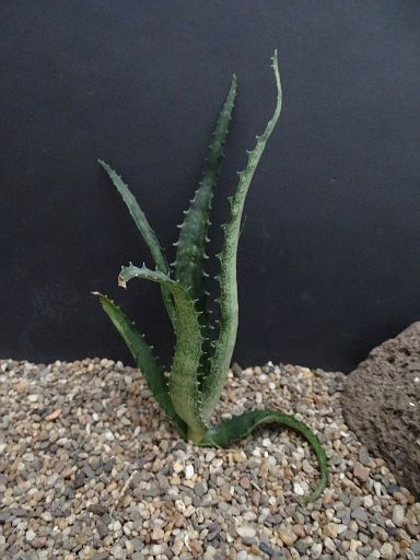 Aloe alaotrensis Am.
