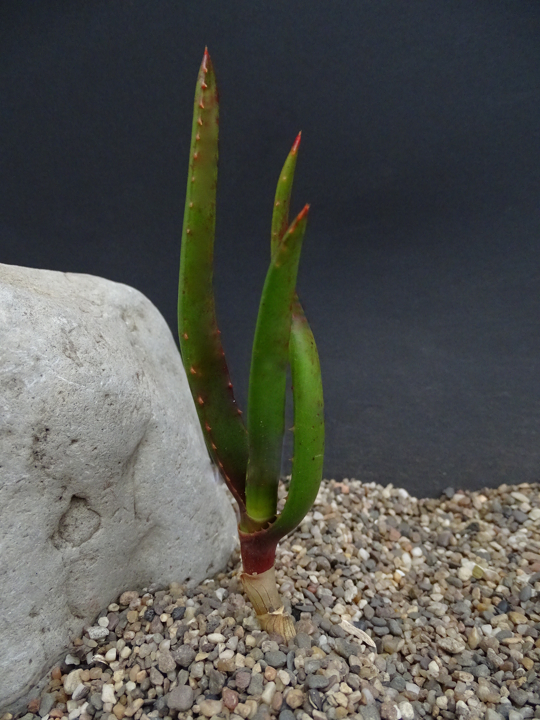 Photo: Aloe johannis | Aloe Madagascar + album | Cok Grootscholten  Succulent World ..
