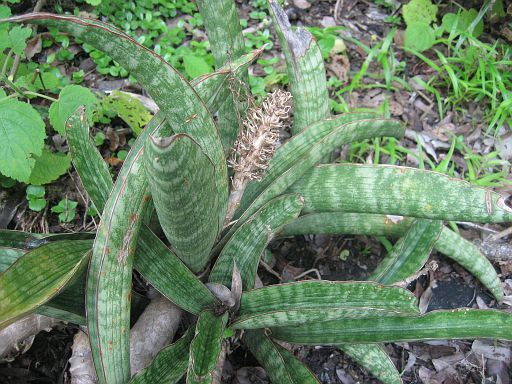 サンスベリア Sp. YOKOLO, MOZAMBIQUE 斑入り サンセベリア sp