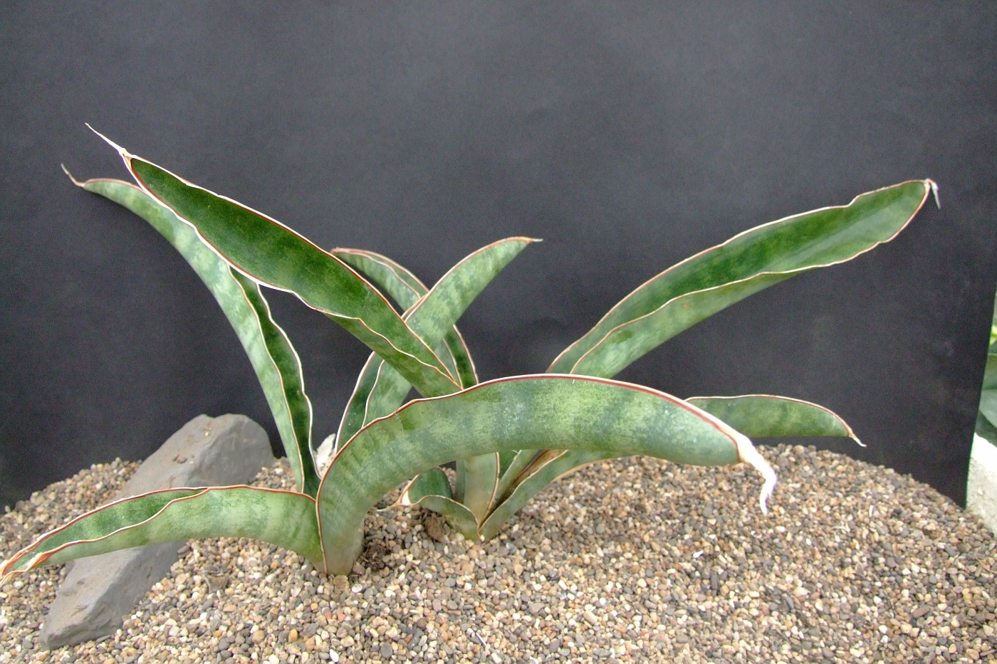 Photo: Sansevieria forskaoliana Pinguone | Sansevieria. album | Cok  Grootscholten Succulent World ..