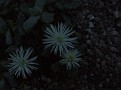 Stomatium alboroseum Nightflower plant