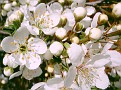 Fiori di ciliegio