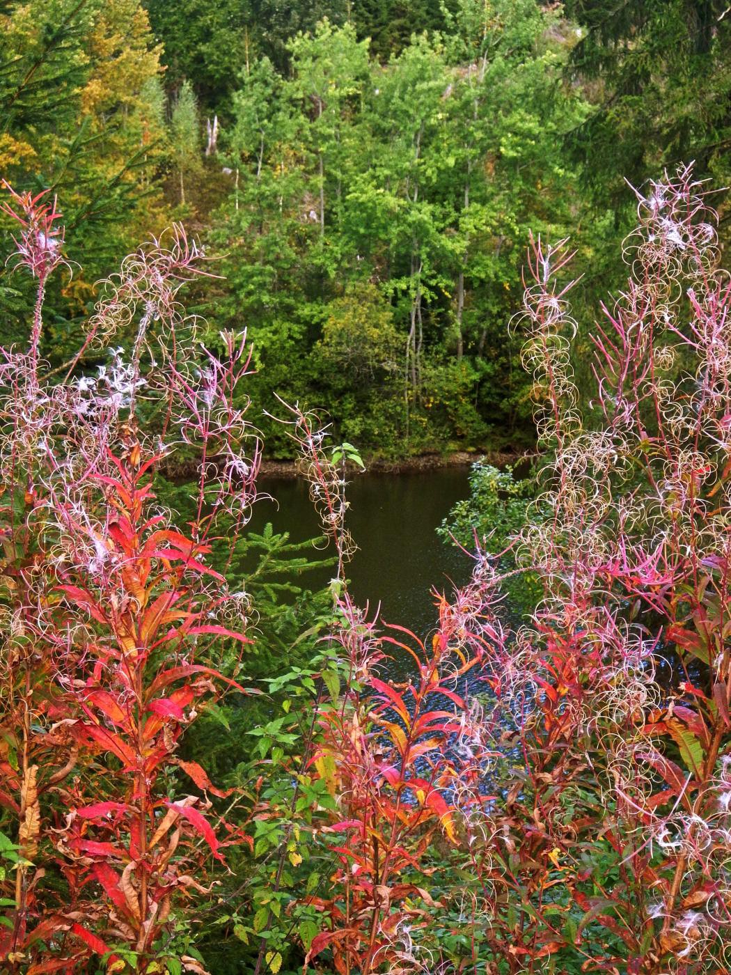 Oberer Spiegeltaler Teich