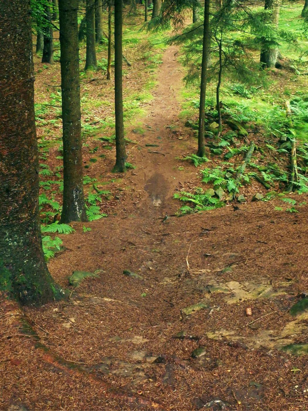 Waldweg