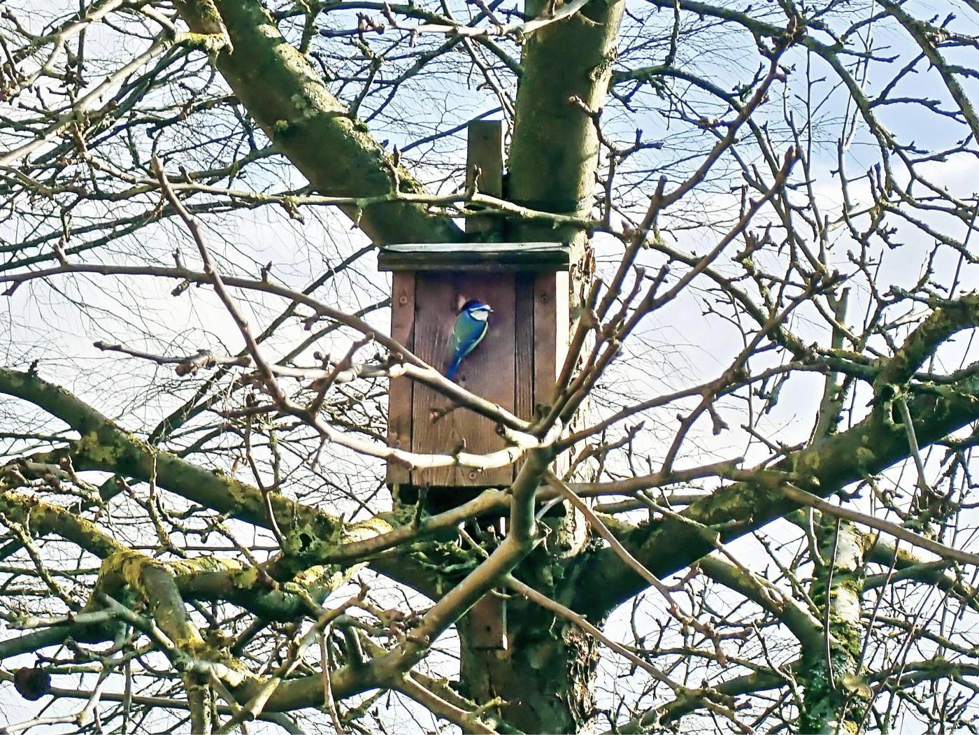 Das Einrichten des Nestes beginnt bereits!