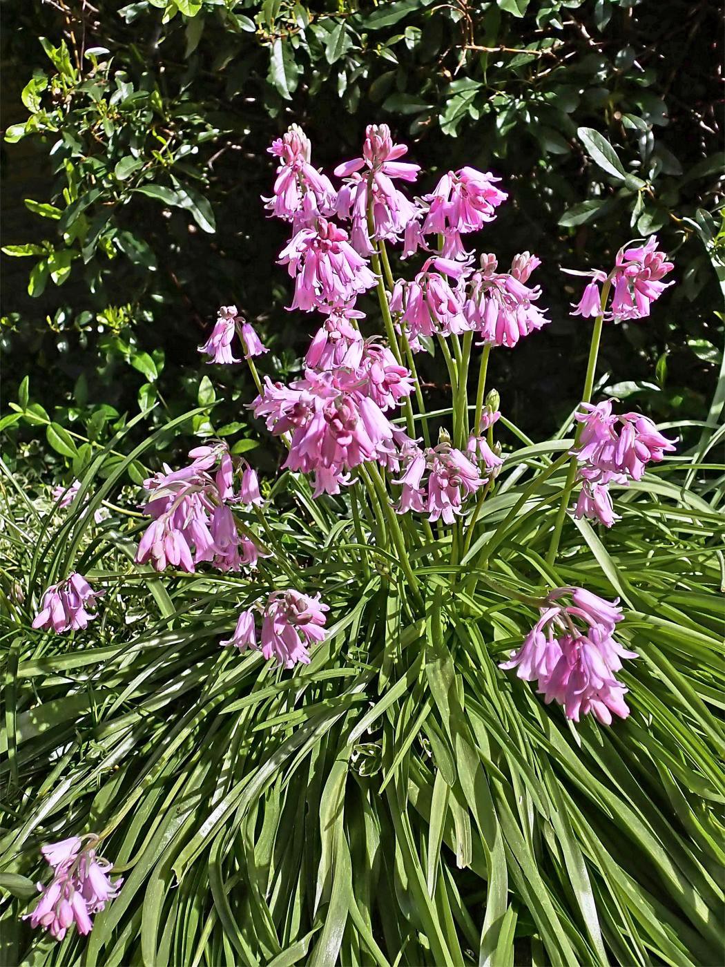 Glöckchen im Sonnenschein