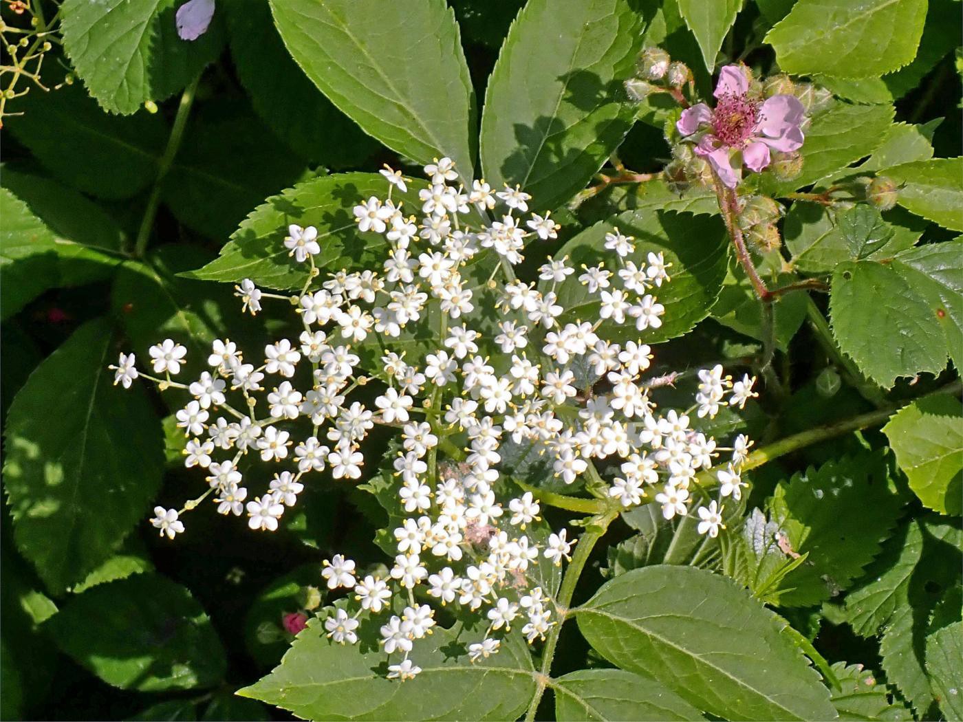 Sterne und rosa Mond :o)