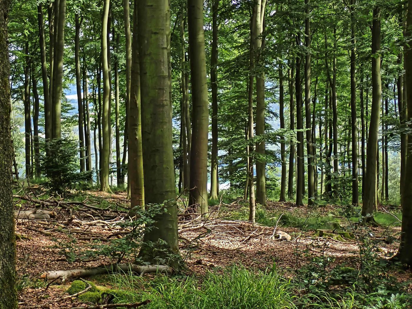 Blomberger Wald