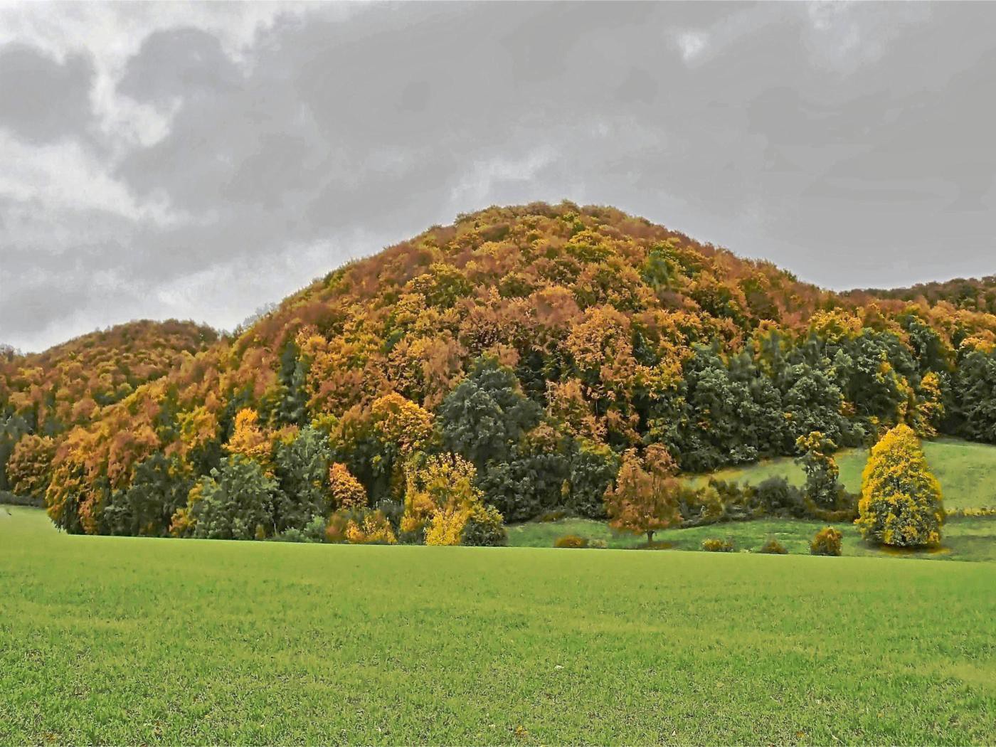 Bunter Wald in trübem Licht