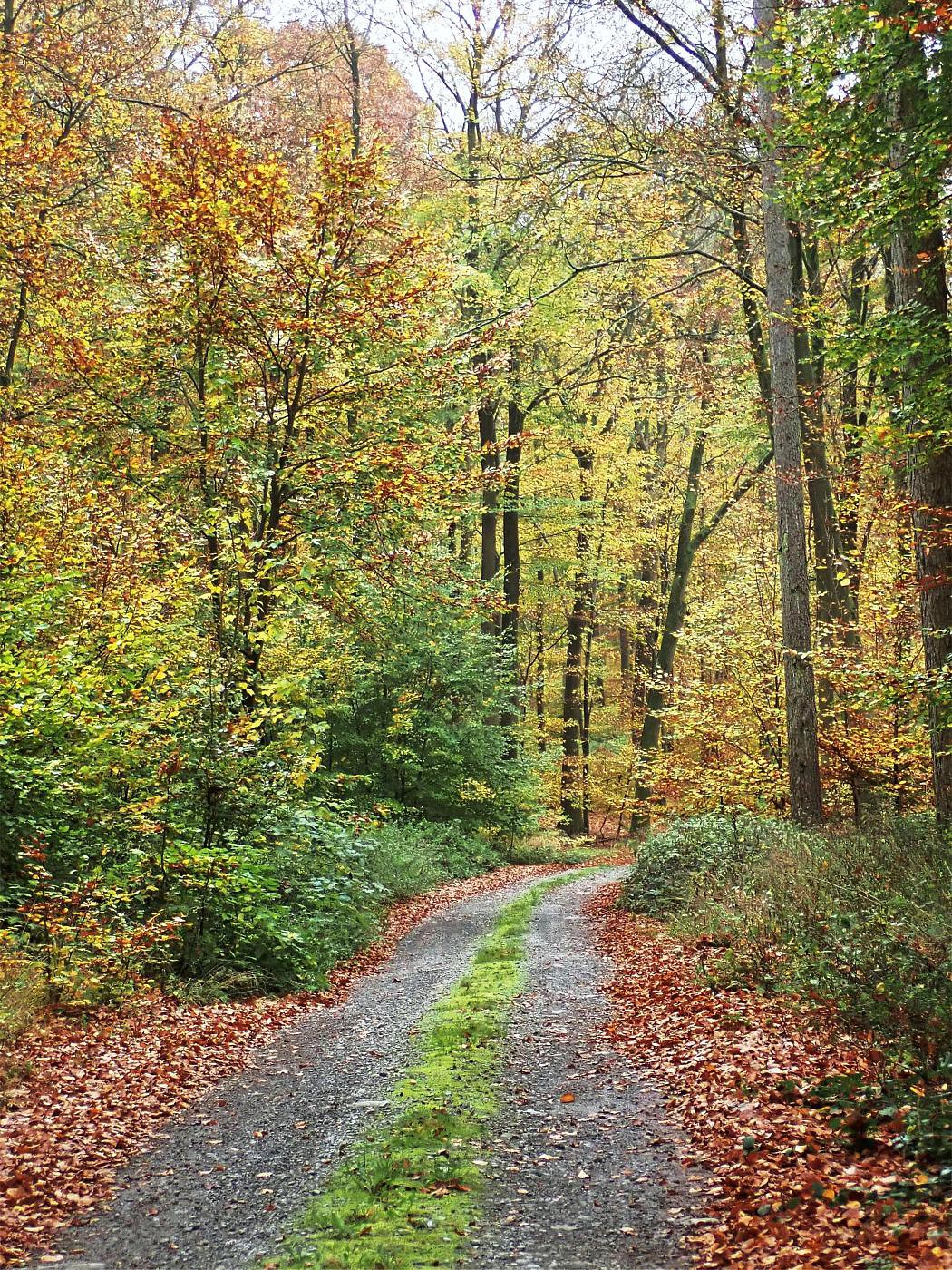 Bödexer Wald