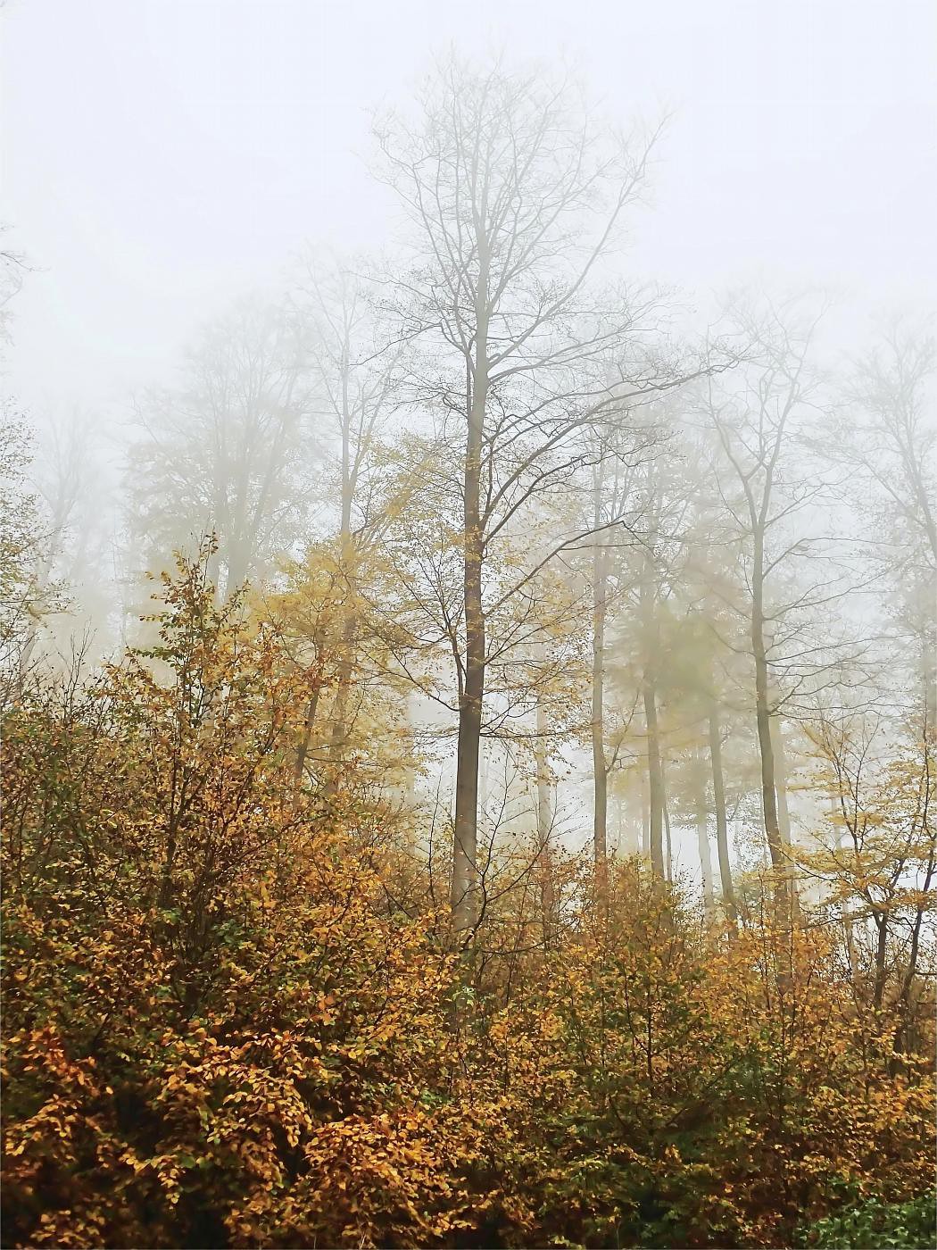 Strohberg im Nebel