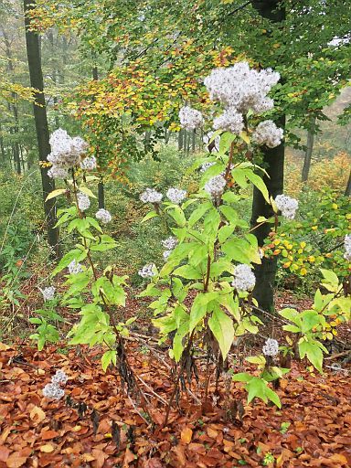 Herbstblüten