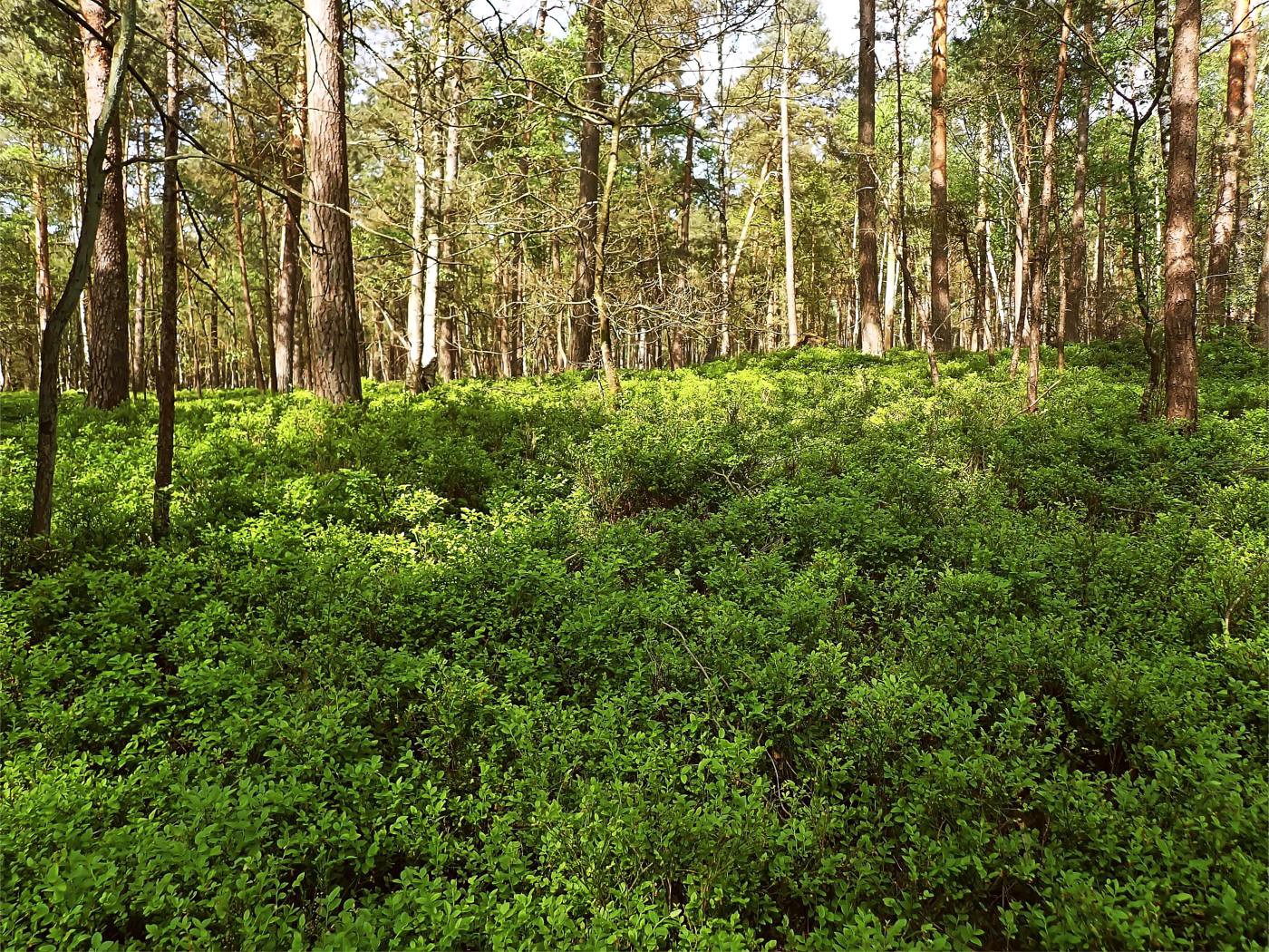 Blaubeeren