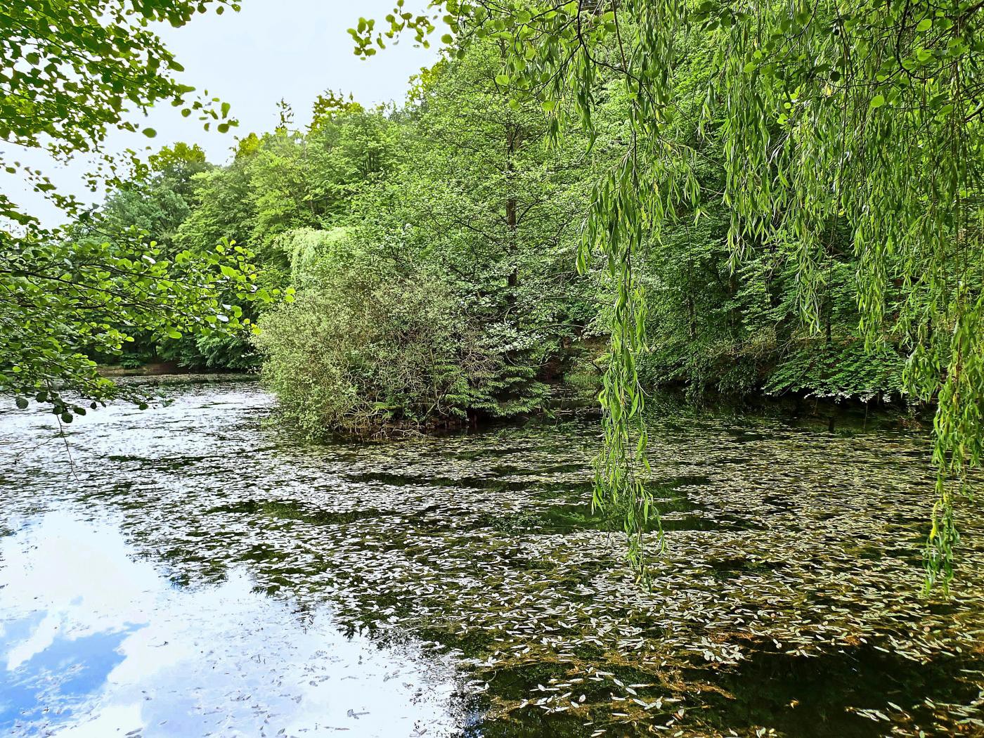 Glasebachteich