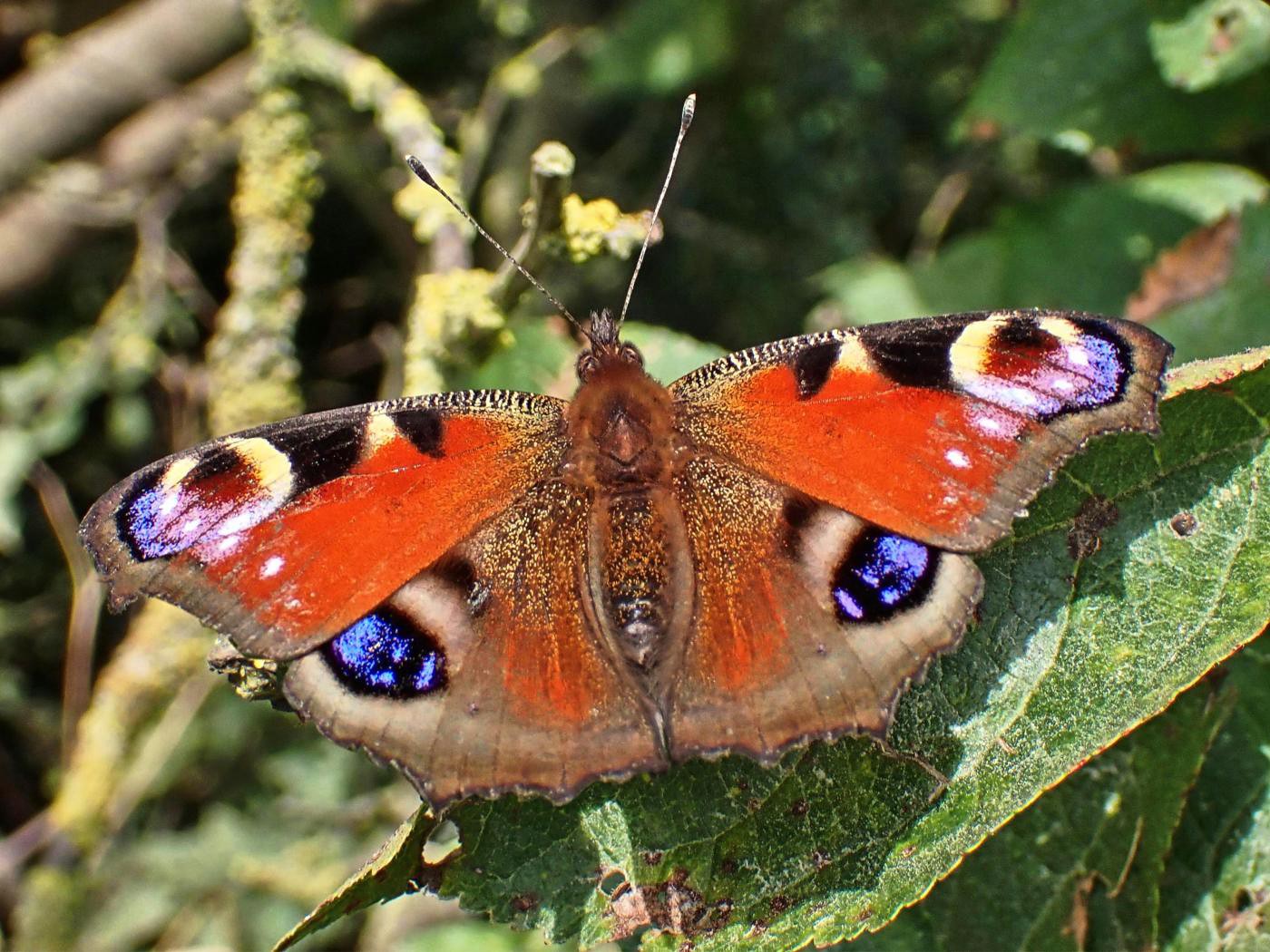 Fliegende Augen