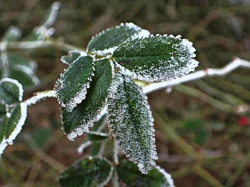 Frostige Blätter