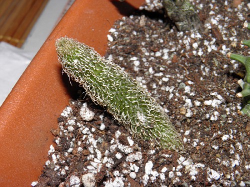 Stapelianthus pilosus € 2.17