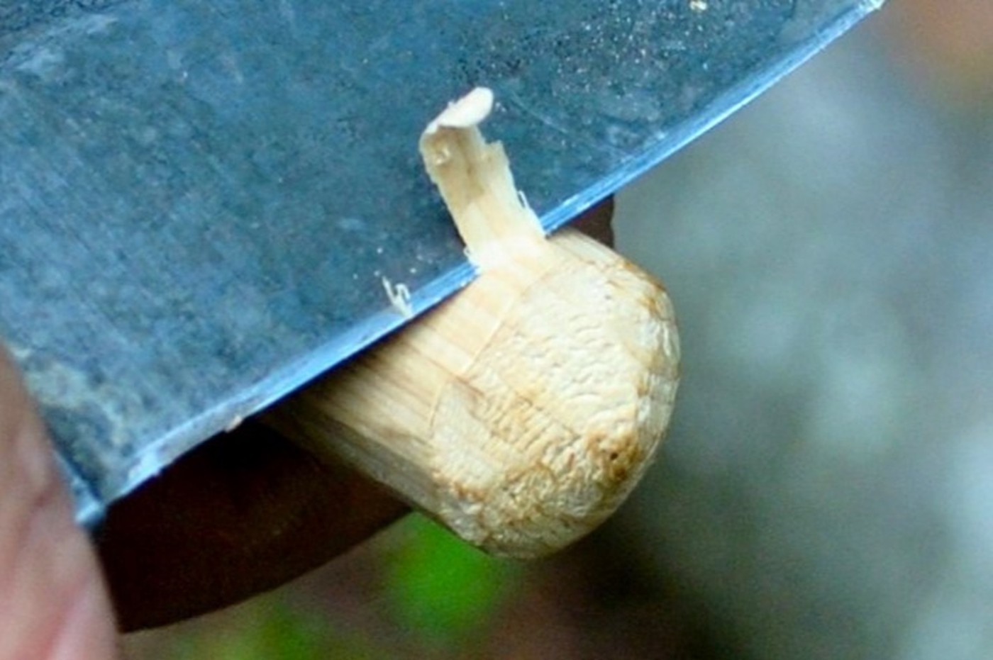 Photo8-vi.jpg