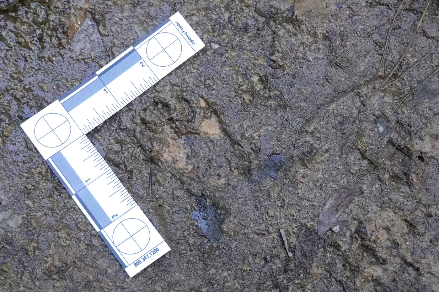 D_Bear_Tracks_2-vi.jpg