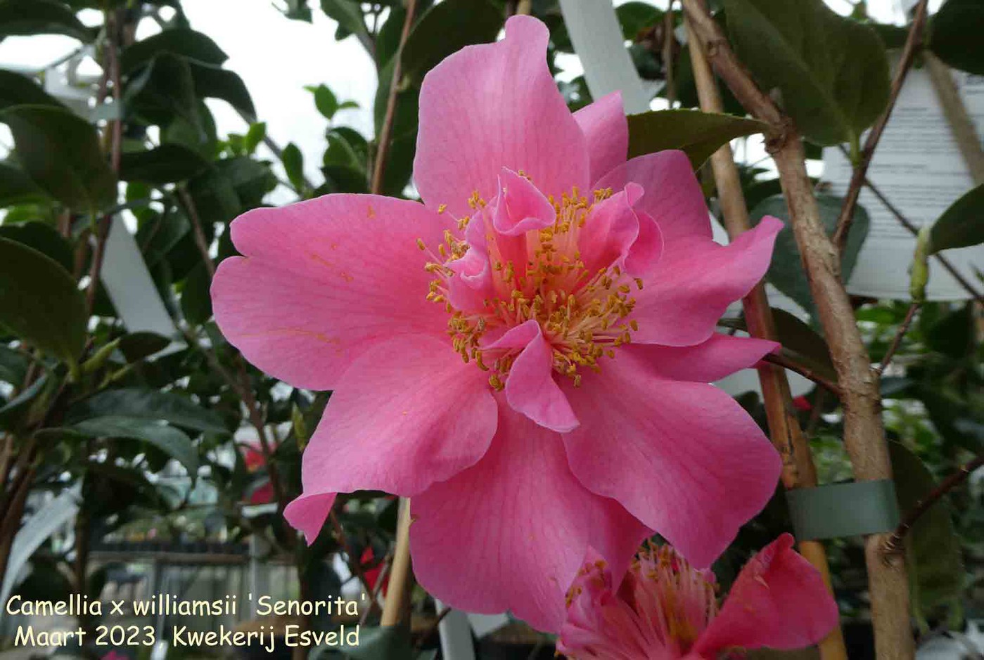 Camellia x williamsii 'Senorita'