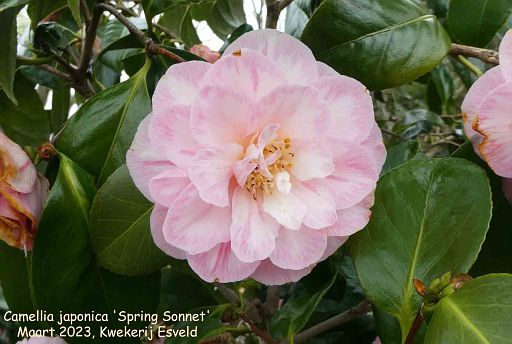 Camellia japonica 'Spring Sonnet'