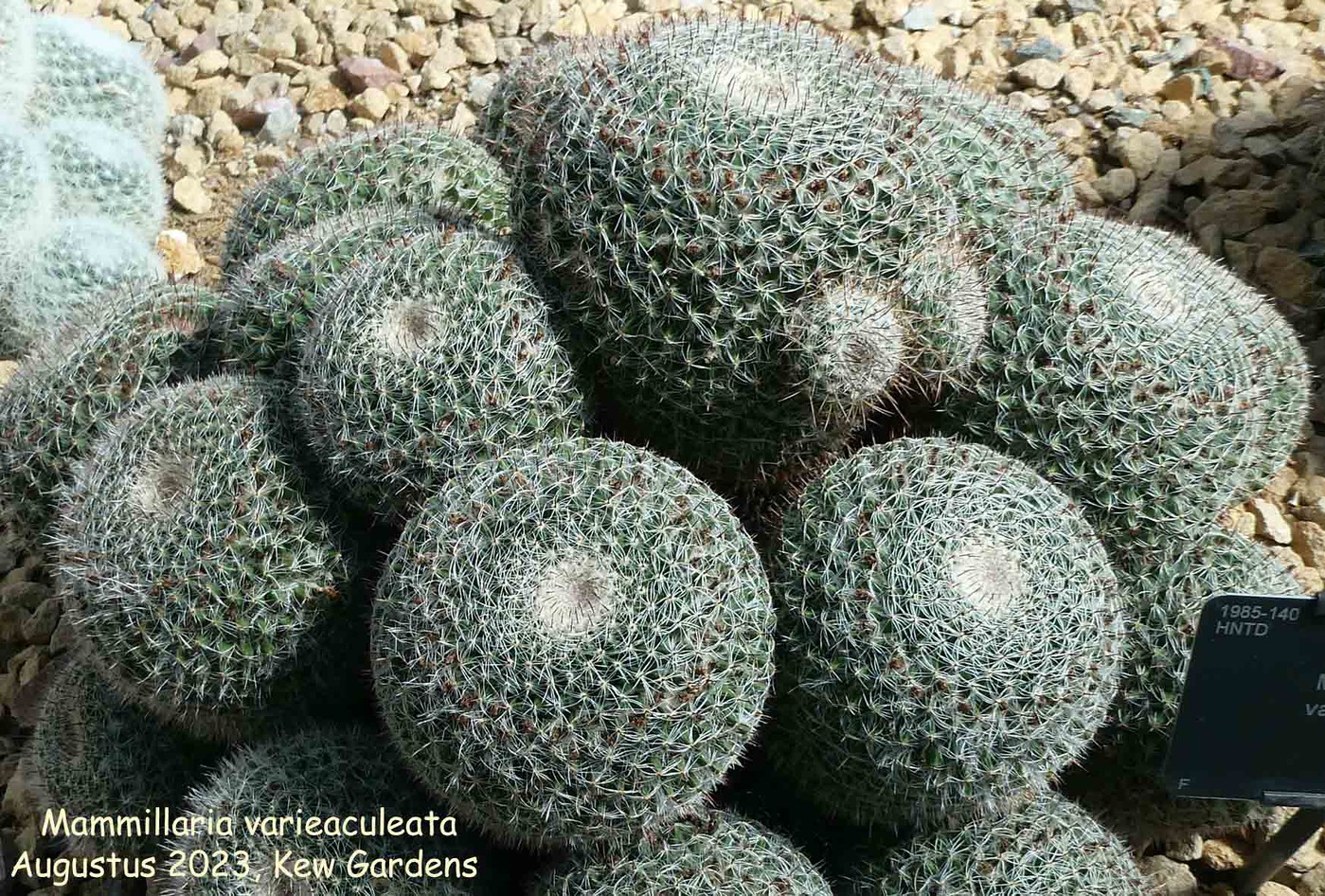 Photo: Mammillaria varieaculeata | Mammillaria album | Nora Goosen |  Fotki.com, photo and video sharing made easy.