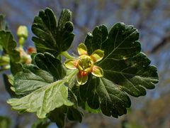 Dorniger Strauch mit unscheinbaren Blüten