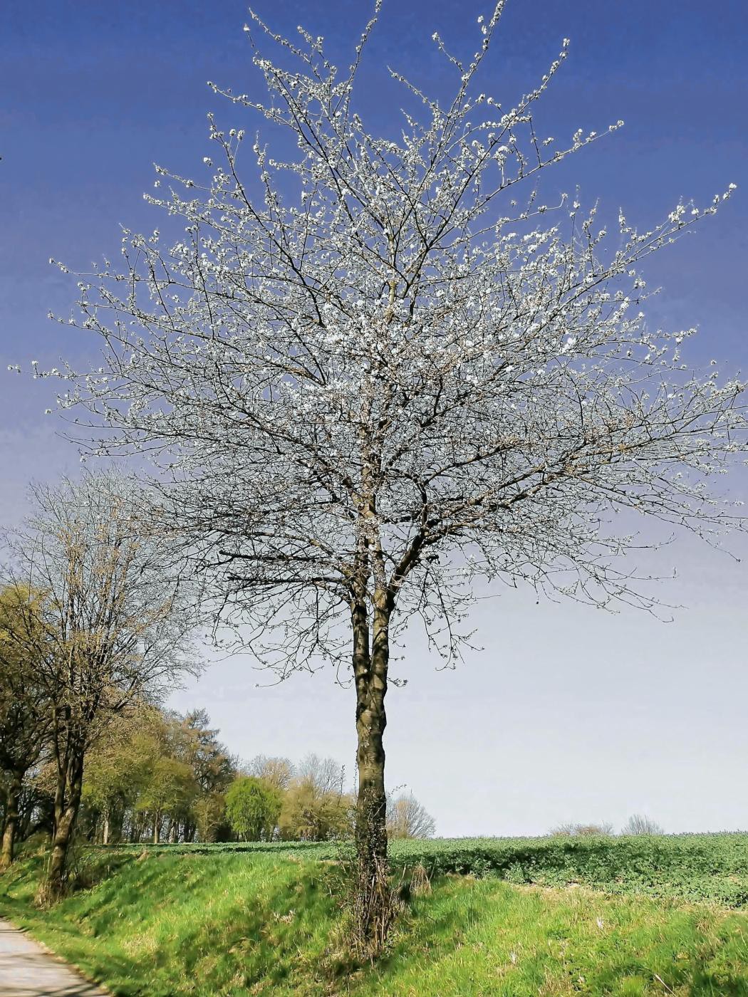 Die Kirschblüte beginnt
