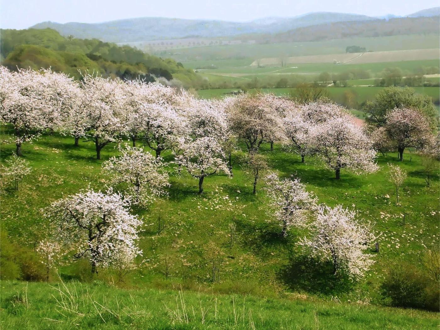 Kirschblüte Rühler Schweiz