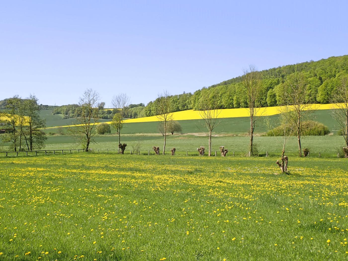 Alles grün und gelb