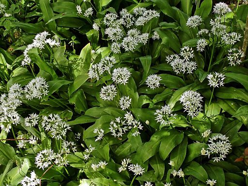 Waldkraut
