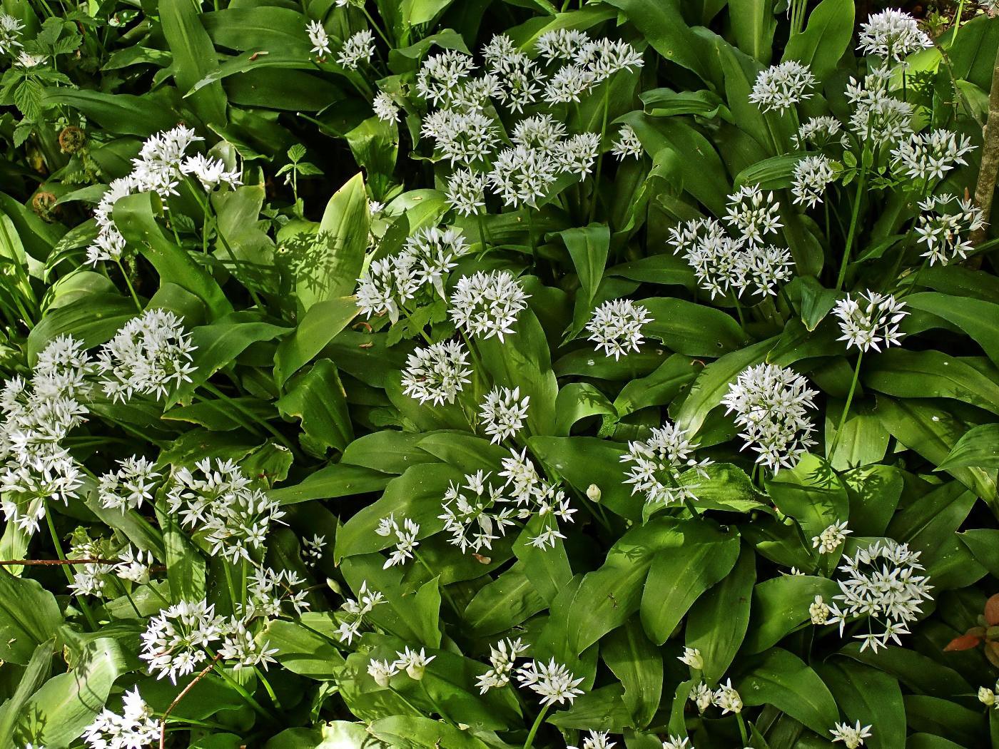 Waldkraut