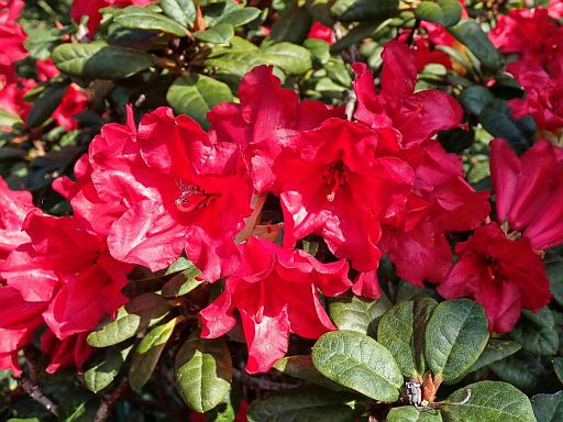 Rosenrot