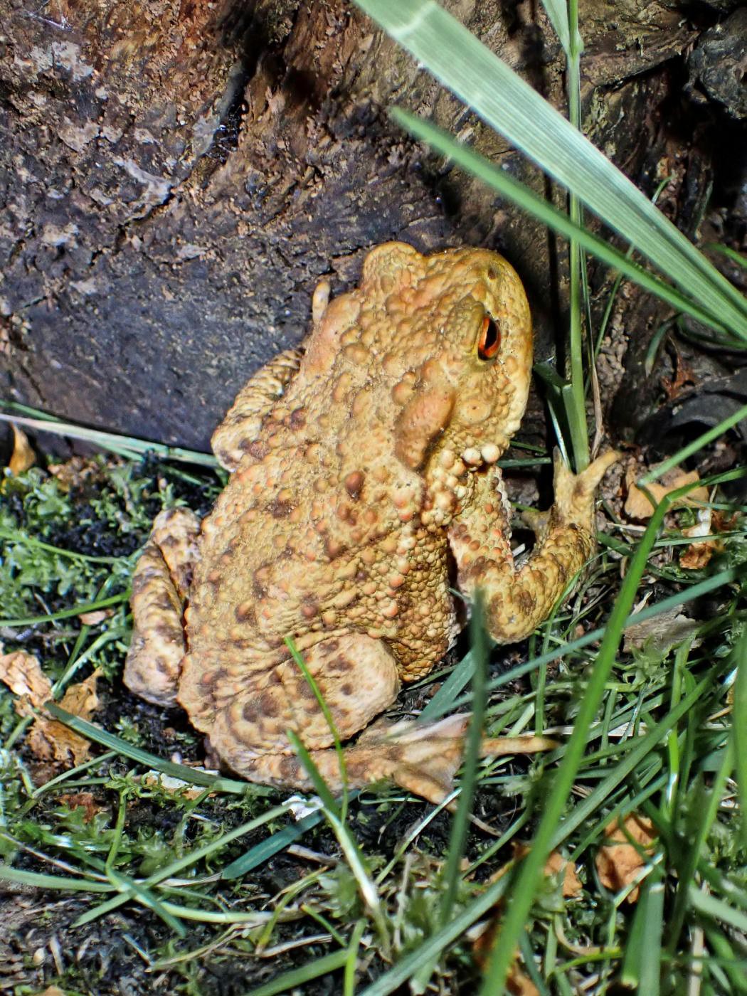 Froschkönig?