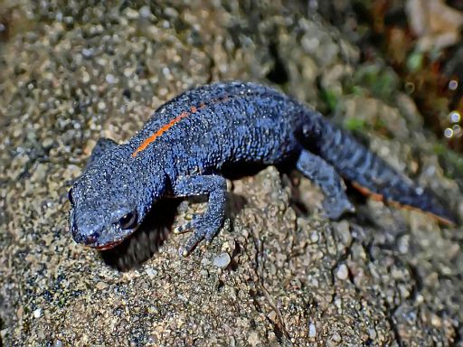 Alligator? :o)