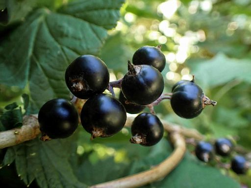 Die ersten Beeren sind reif