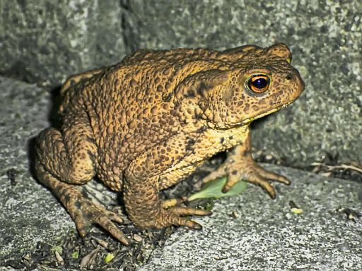 ... hüpfen in diesem Jahr ständig vor die Kamera :-)