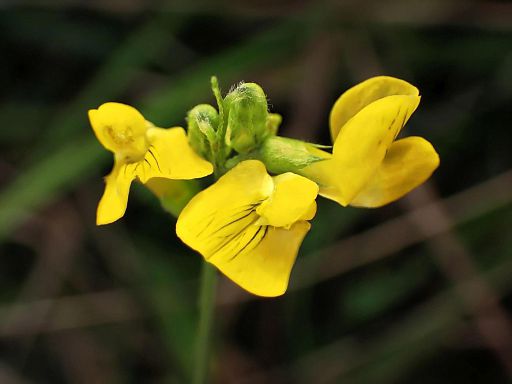 Schmuck am Wegesrand